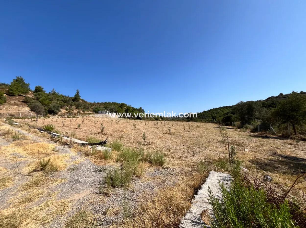 Ideales Grundstück Für Naturliebhaber! 7600 M² Weinberghaus Und Olivenhain Neben Dem Kavakdere-Staudamm