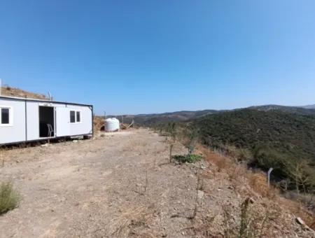 Auf Dem Weg Nach Seferihisar Ulamış, Investitionsmöglichkeit! 1700 M² Olivenhain-Grundstück Mit Panoramablick