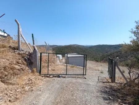 Auf Dem Weg Nach Seferihisar Ulamış, Investitionsmöglichkeit! 1700 M² Olivenhain-Grundstück Mit Panoramablick