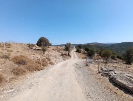 Auf Dem Weg Nach Seferihisar Ulamış, Investitionsmöglichkeit! 1700 M² Olivenhain-Grundstück Mit Panoramablick