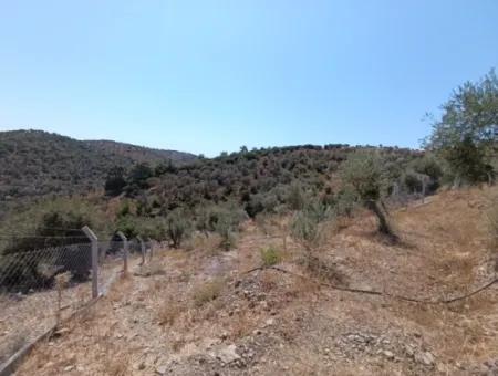 Auf Dem Weg Nach Seferihisar Ulamış, Investitionsmöglichkeit! 1700 M² Olivenhain-Grundstück Mit Panoramablick