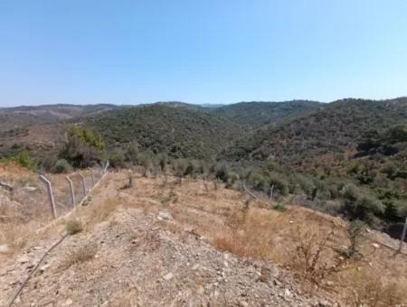 Auf Dem Weg Nach Seferihisar Ulamış, Investitionsmöglichkeit! 1700 M² Olivenhain-Grundstück Mit Panoramablick