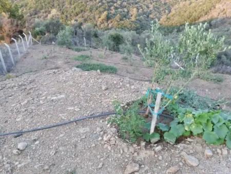 Auf Dem Weg Nach Seferihisar Ulamış, Investitionsmöglichkeit! 1700 M² Olivenhain-Grundstück Mit Panoramablick