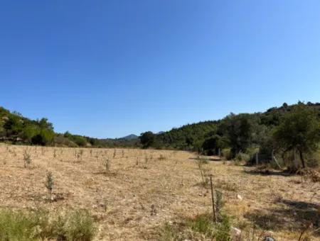 Ideales Grundstück Für Naturliebhaber! 7600 M² Weinberghaus Und Olivenhain Neben Dem Kavakdere-Staudamm