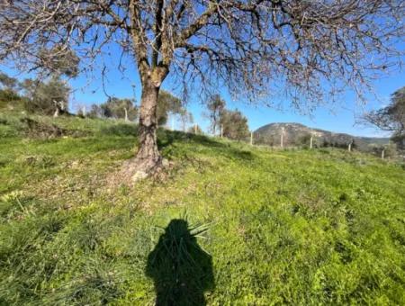 10.000 M² Katasterstraße, Panoramablick Auf Die Natur Grundstück Zum Verkauf In Orhanlı, Seferihisar