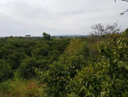 Ein Stück Innerer Mandarinengarten An Der Sığacık-Straße