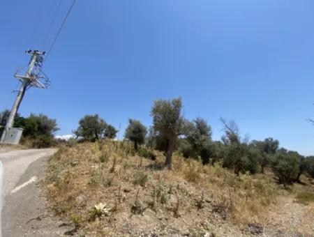 Oliven Zum Verkauf Im Viertel Seferihisar Ulamiş, 12945 M2, Geeignet Für Investitionen