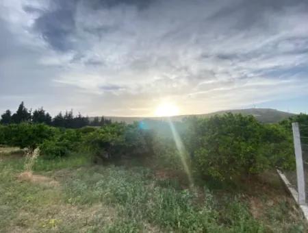 Mandarinengarten Zum Verkauf 2628M2 Im Dorf Seferihisar Düzce