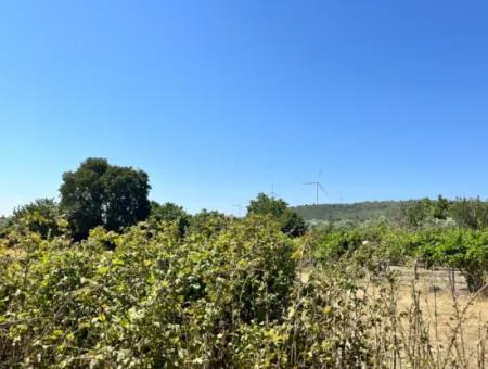 Einzigartiges Feld In Der Nachbarschaft Von Seferihisar Düzce