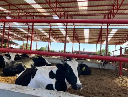 Einzigartiges Feld In Der Nachbarschaft Von Seferihisar Düzce