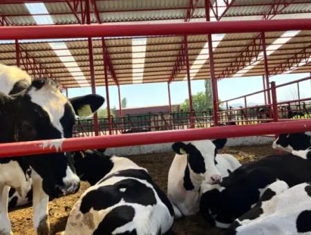 Einzigartiges Feld In Der Nachbarschaft Von Seferihisar Düzce