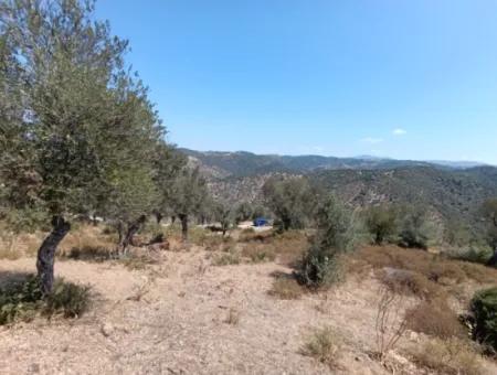 Einzigartiger Olivenhain Mit Blick Auf Das Tal!