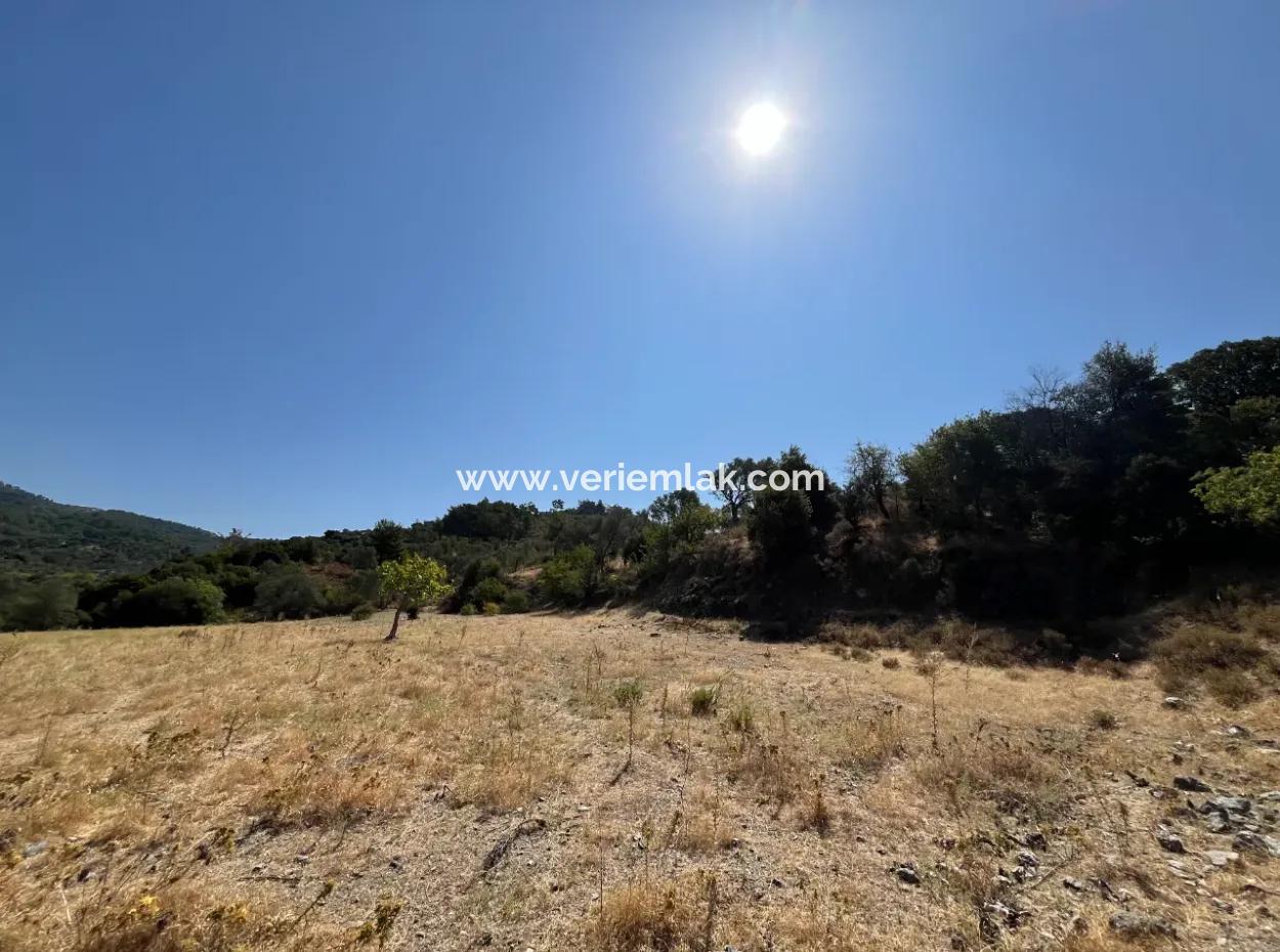 15 Acres Of Olive Grove Suitable For Investment On Seferihisar Beyler Road