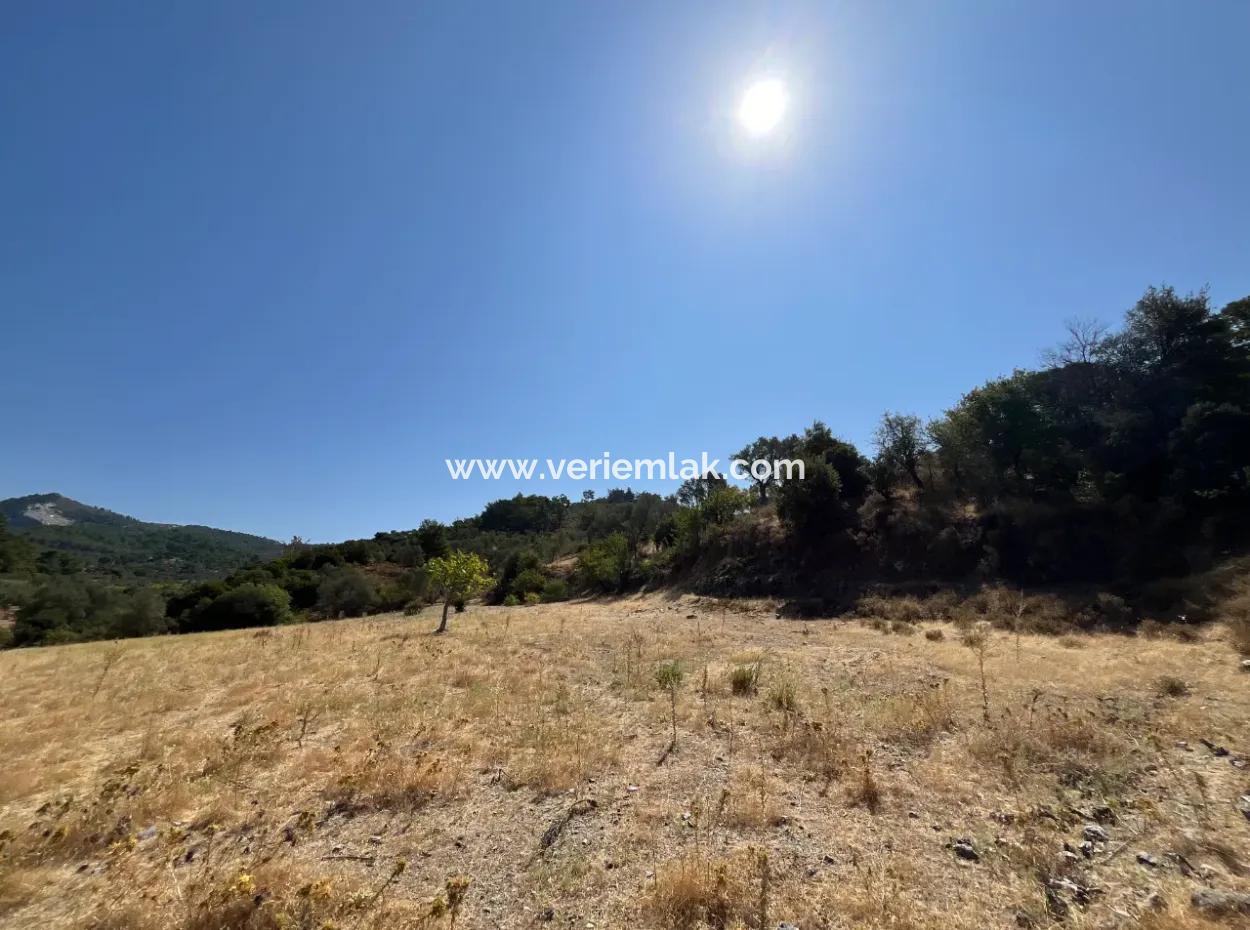 15 Acres Of Olive Grove Suitable For Investment On Seferihisar Beyler Road