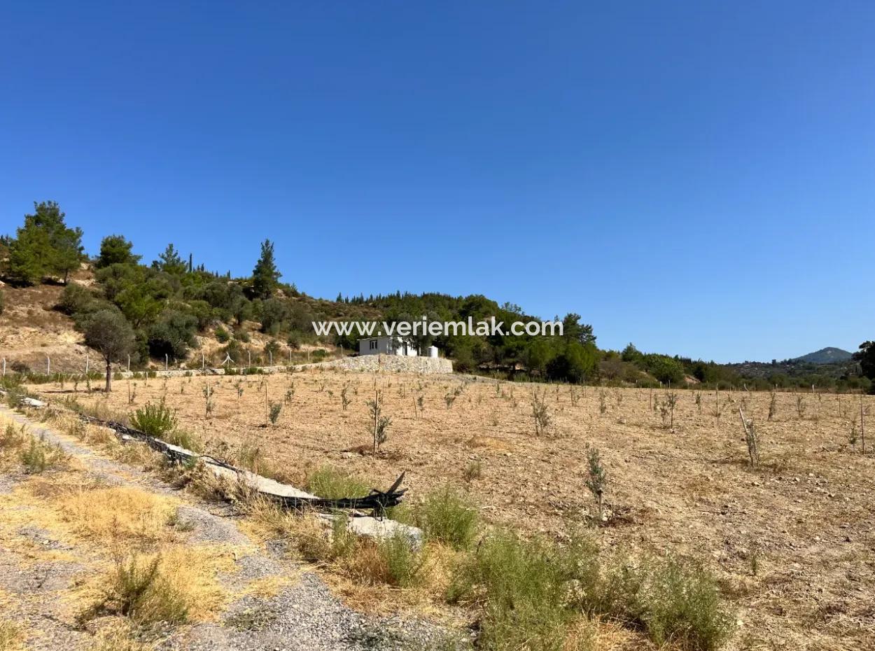 Ideal Plot For Nature Lovers! 7600 M² Vineyard House And Olive Grove Next To Kavakdere Dam