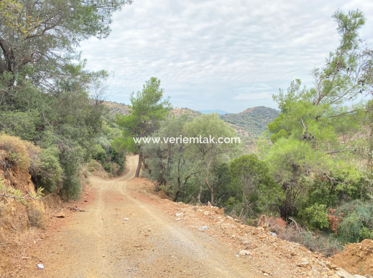 4000 M2 Olives For Sale Suitable For Investment In Seferihisar Ulamış Neighborhood