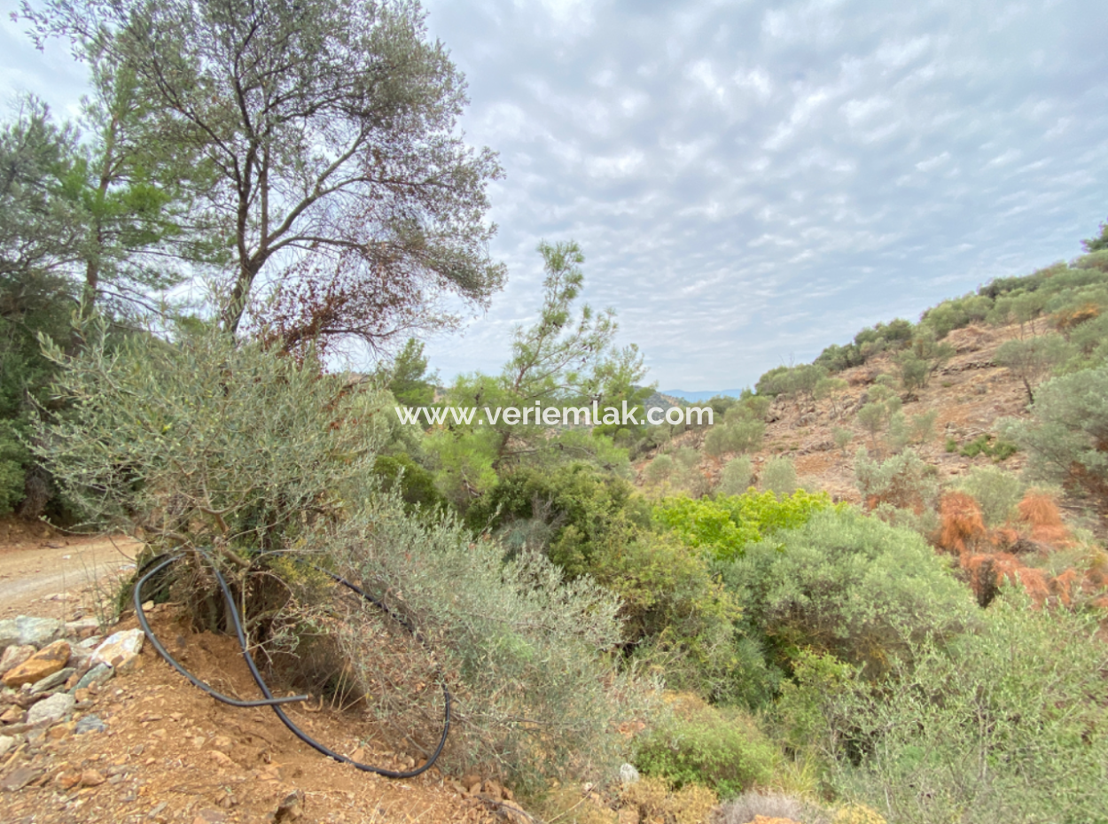 4000 M2 Olives For Sale Suitable For Investment In Seferihisar Ulamış Neighborhood