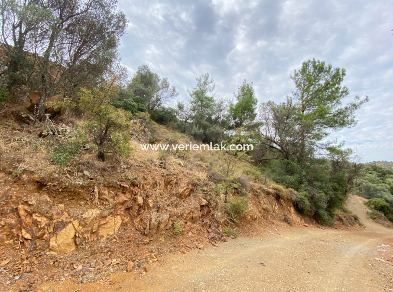 18.713 M2 Olive For Sale Suitable For Investment In Seferihisar Ulamış Neighborhood