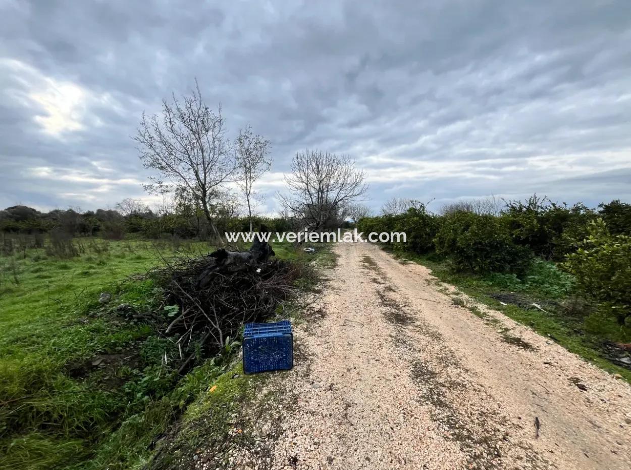 Land For Sale In Seferihisar Hidirlik: Investment Opportunity In Fertile Lands!