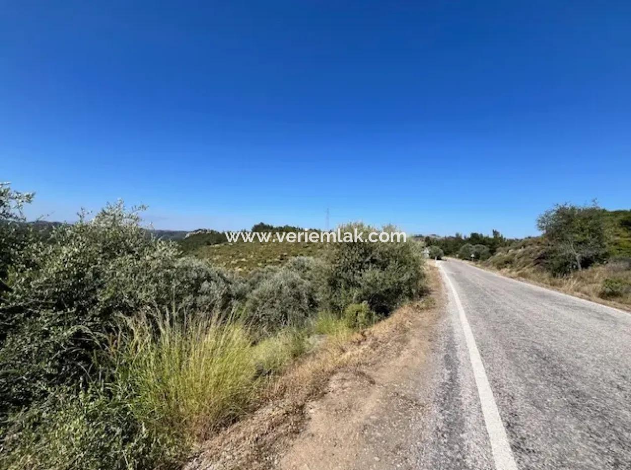 Seferihisar Beyler Köycivarı Main Road Frontage 7200M2 Olive Grove