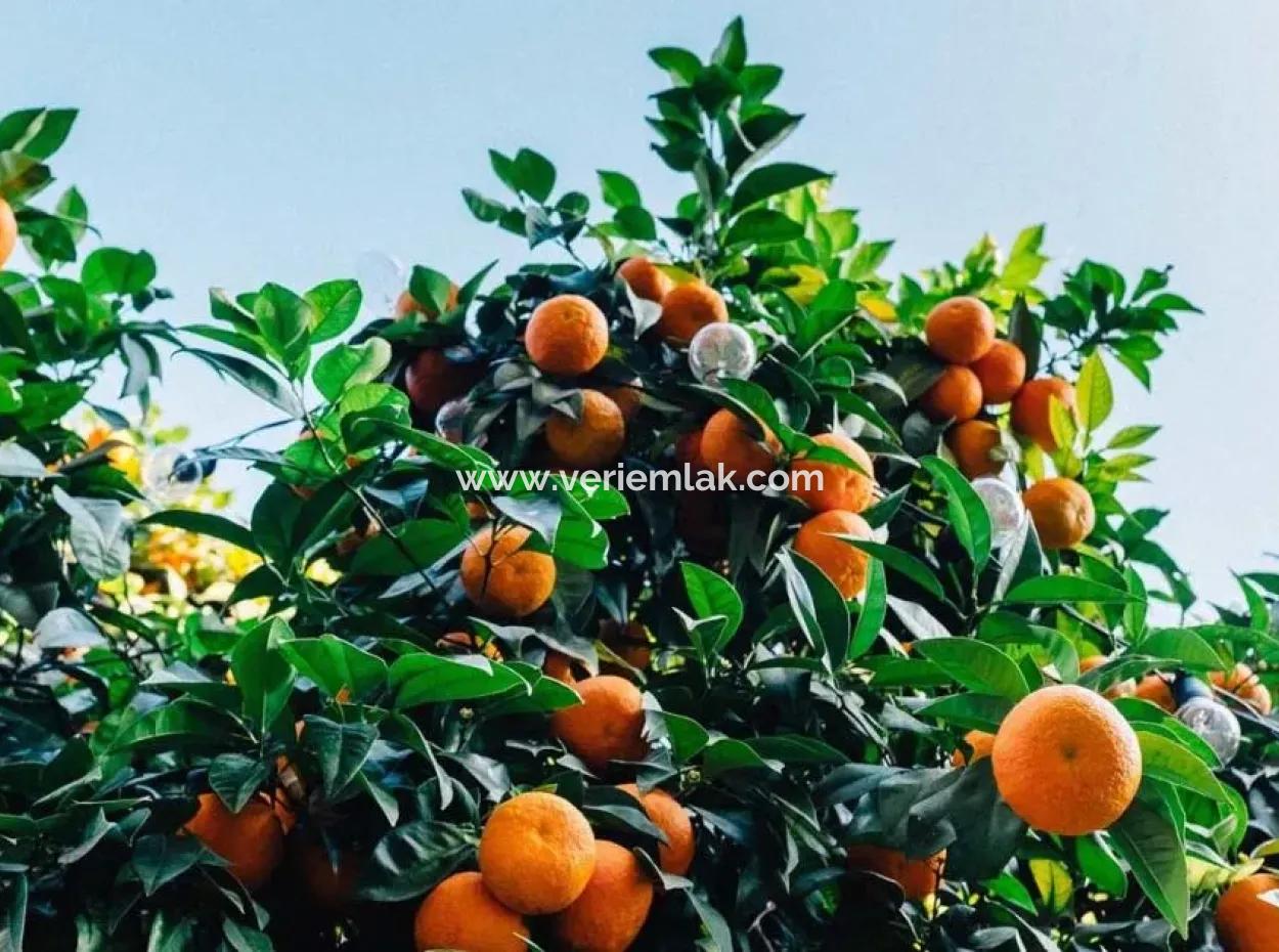 A Parcel Of Interior Tangerine Garden On Sığacık Road