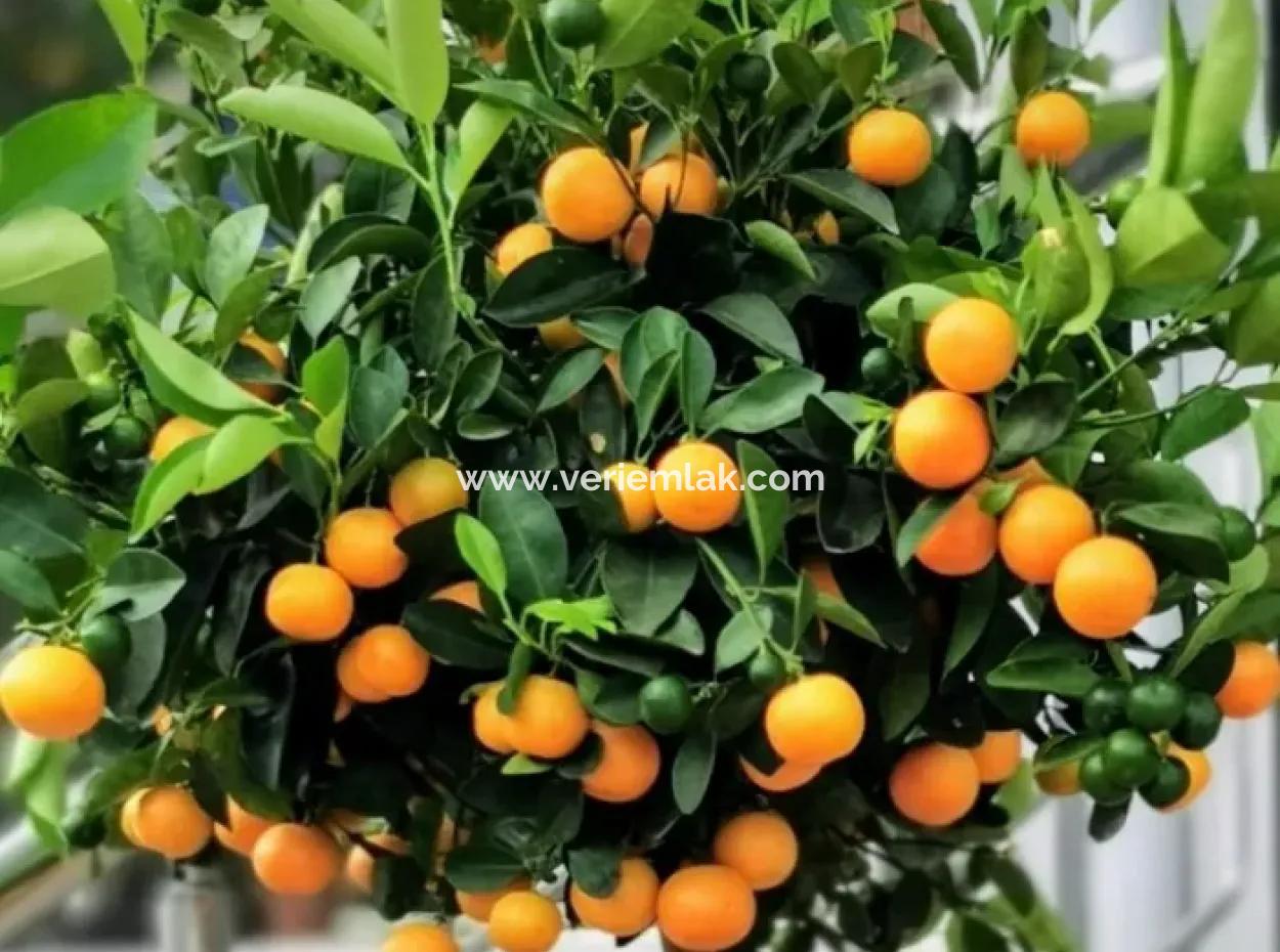 A Parcel Of Interior Tangerine Garden On Sığacık Road