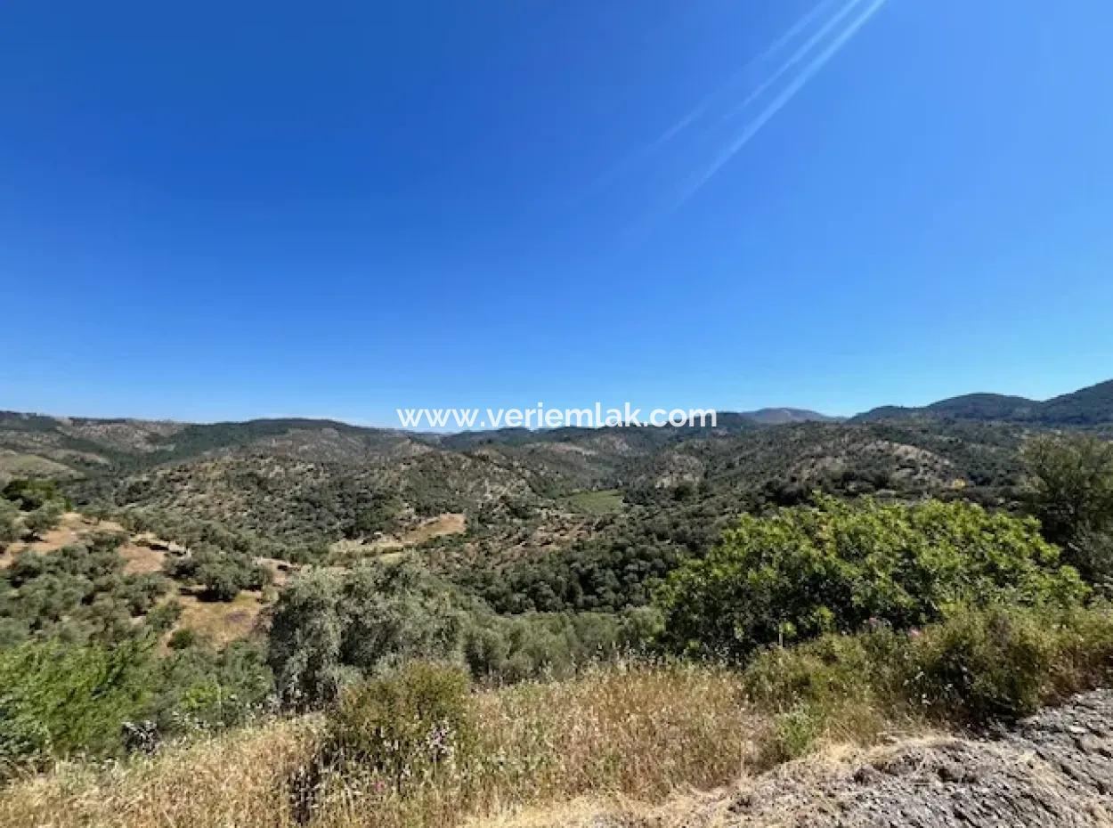 Olive Grove For Sale On Seferihisar Beyler Village Road