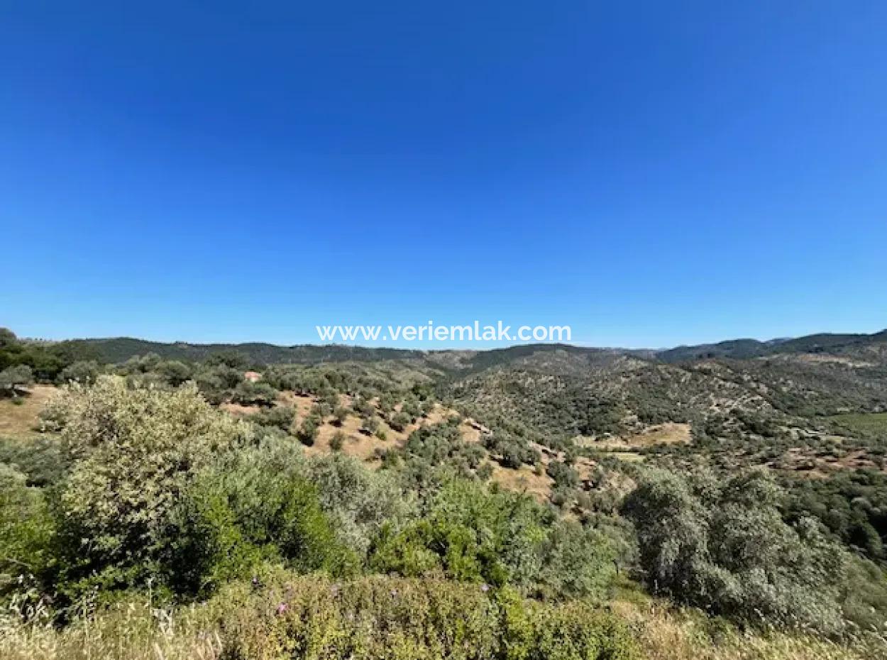 Olive Grove For Sale On Seferihisar Beyler Village Road