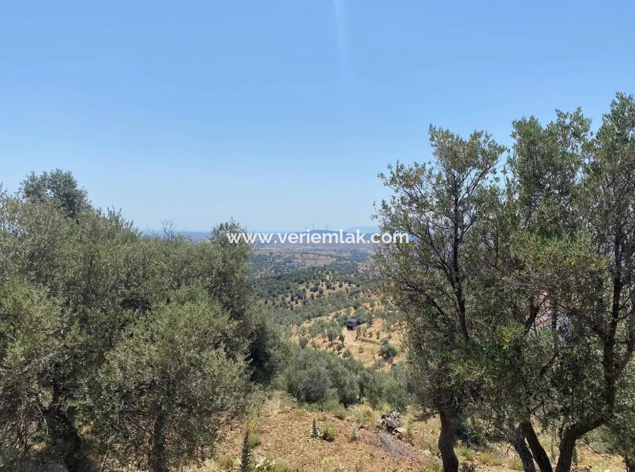 Olives For Sale In Seferihisar Ulamiş Neighborhood, 12945 M2, Suitable For Investment