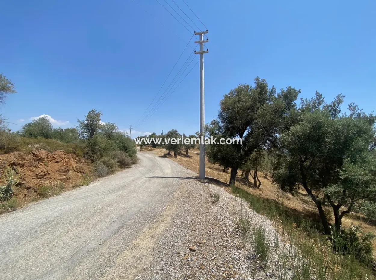 Olives For Sale In Seferihisar Ulamiş Neighborhood, 12945 M2, Suitable For Investment