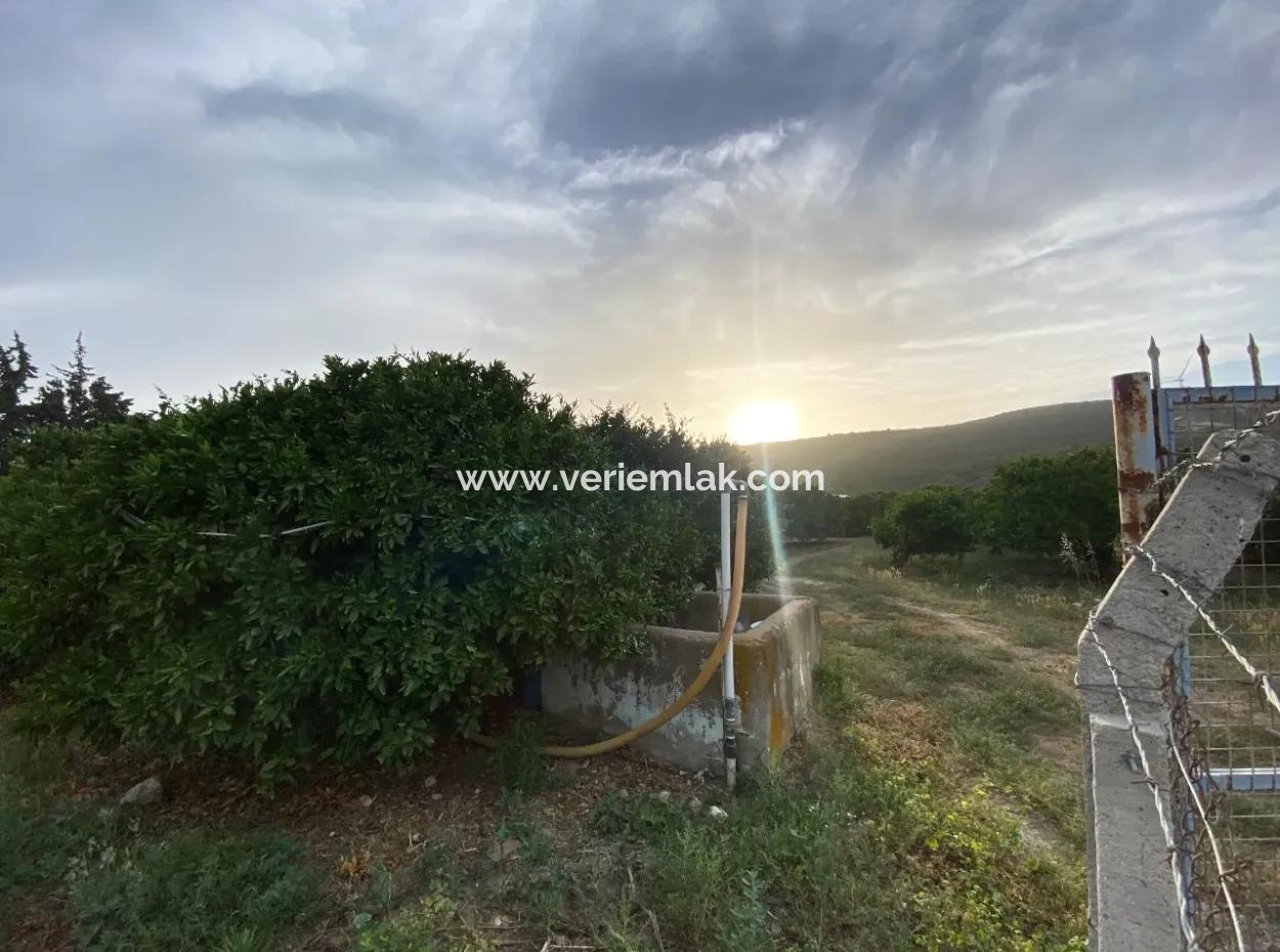 Tangerine Garden For Sale 2628M2 In Seferihisar Düzce Village