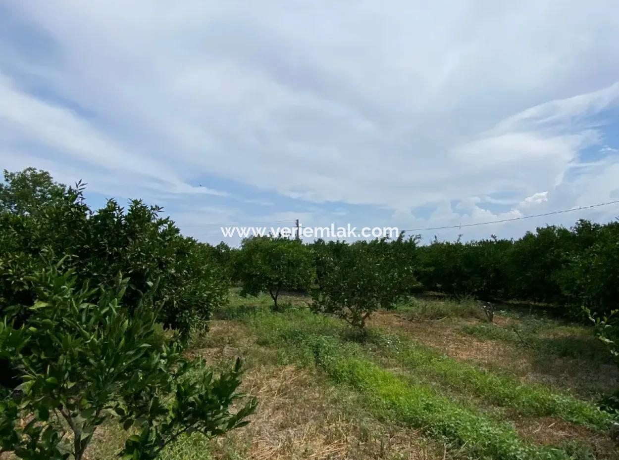 5291 M2, Tangerine Garden For Sale Suitable For Investment In Seferihisar Hidirlik Neighborhood