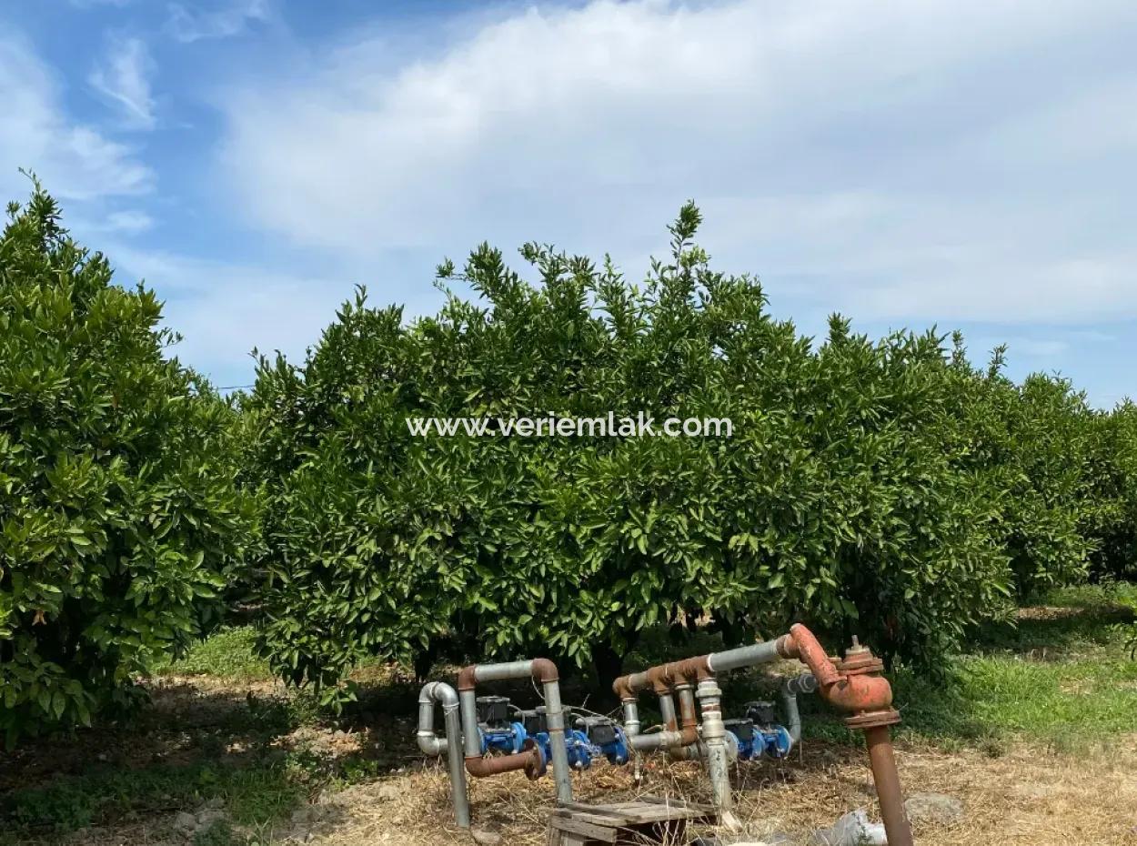 5291 M2, Tangerine Garden For Sale Suitable For Investment In Seferihisar Hidirlik Neighborhood