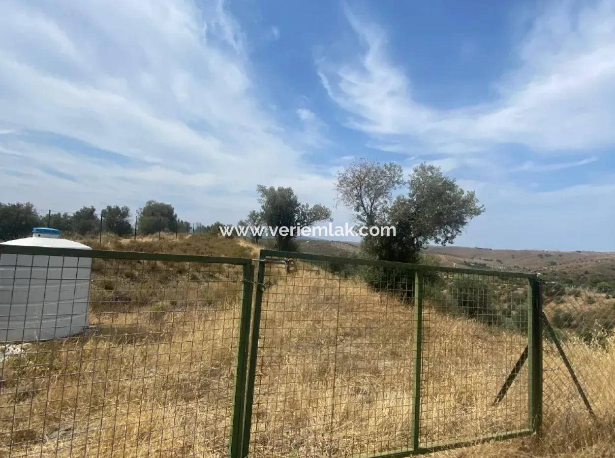 9050 M2 With Cadastral Road In Seferihisar, Intertwined With Nature, Olives For Sale