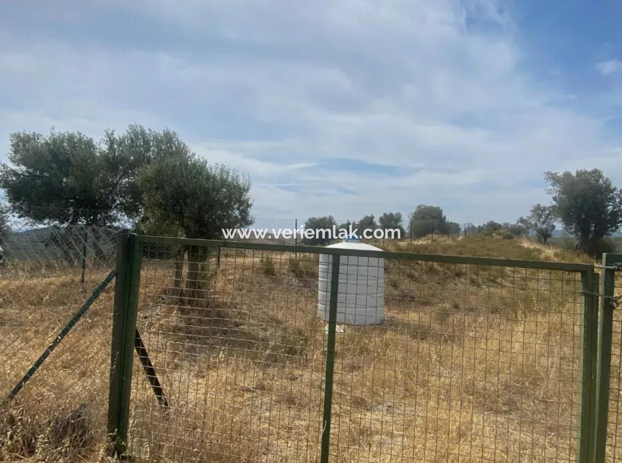 9050 M2 With Cadastral Road In Seferihisar, Intertwined With Nature, Olives For Sale