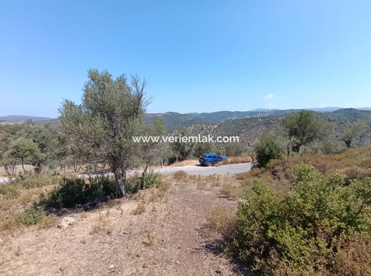 Unique Olive Grove With Valley View!