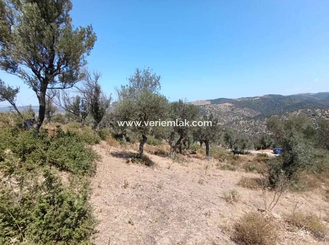 Unique Olive Grove With Valley View!