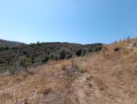 On The Way To Seferihisar Ulamış, Investment Opportunity! 1700 M² Olive Grove Plot With Panoramic View