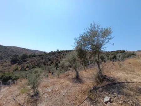 On The Way To Seferihisar Ulamış, Investment Opportunity! 1700 M² Olive Grove Plot With Panoramic View