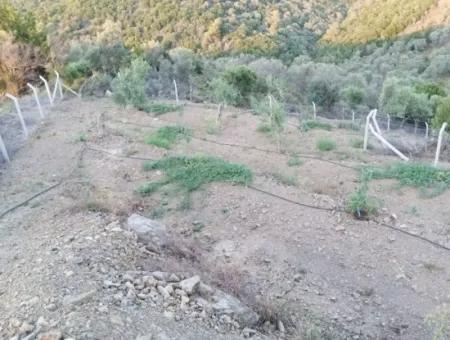 On The Way To Seferihisar Ulamış, Investment Opportunity! 1700 M² Olive Grove Plot With Panoramic View