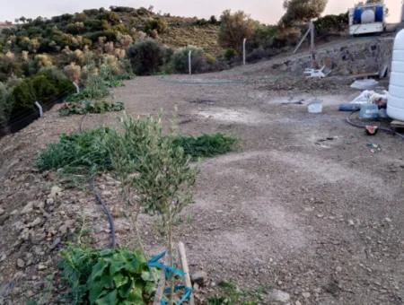 On The Way To Seferihisar Ulamış, Investment Opportunity! 1700 M² Olive Grove Plot With Panoramic View