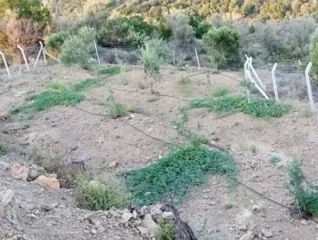 On The Way To Seferihisar Ulamış, Investment Opportunity! 1700 M² Olive Grove Plot With Panoramic View