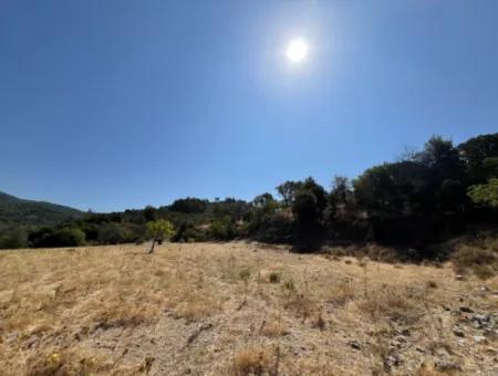 15 Acres Of Olive Grove Suitable For Investment On Seferihisar Beyler Road