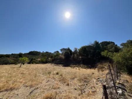 15 Acres Of Olive Grove Suitable For Investment On Seferihisar Beyler Road