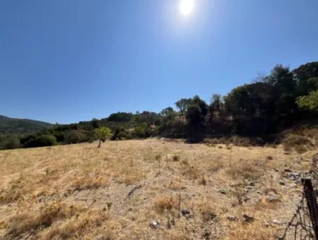 15 Acres Of Olive Grove Suitable For Investment On Seferihisar Beyler Road