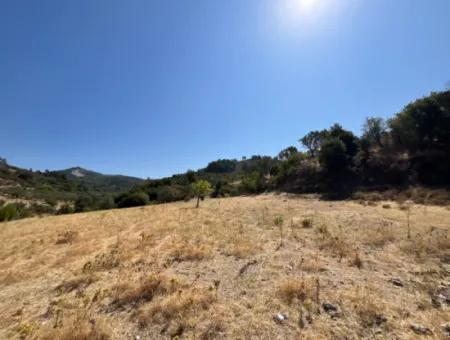 15 Acres Of Olive Grove Suitable For Investment On Seferihisar Beyler Road