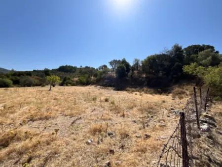 15 Acres Of Olive Grove Suitable For Investment On Seferihisar Beyler Road