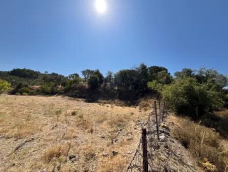 15 Acres Of Olive Grove Suitable For Investment On Seferihisar Beyler Road