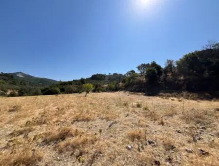 15 Acres Of Olive Grove Suitable For Investment On Seferihisar Beyler Road