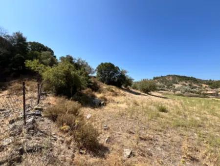 15 Acres Of Olive Grove Suitable For Investment On Seferihisar Beyler Road